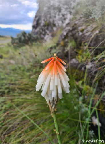 Kniphofia thodei | PlantZAfrica